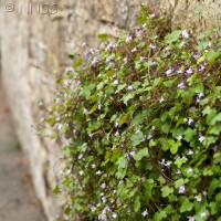 Ivy-leaved Toadflax